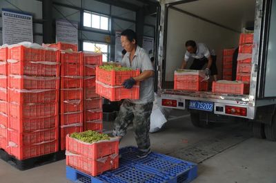 二二一團(tuán)富鵬合作社 三色葡萄火了，就業(yè)路寬了！勞動(dòng)保護(hù)用品銷售的新機(jī)遇